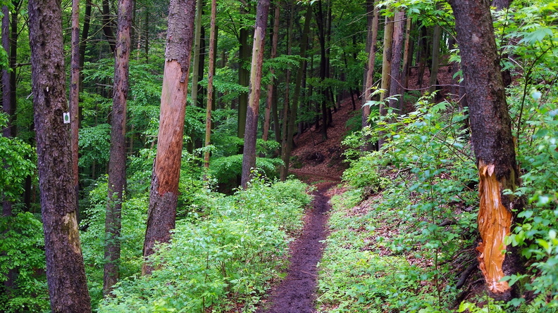 harz.jpg