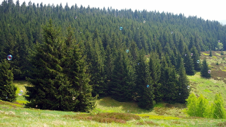 harz_10.jpg