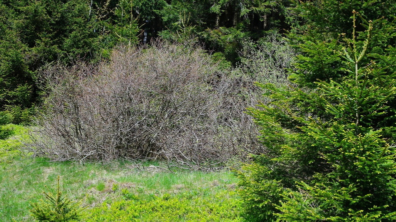 harz_11.jpg